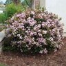 Rhaphiolepis Indica Conor Eleanor Tabor Indian Hawthorn