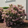 Rhaphiolepis Indica Springtime Indian Hawthorn