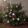 Camellia Sasanqua October Magic Orchid Camellia