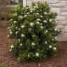 Rhaphiolepis Umbellata Southern Moon Yedda Hawthorn