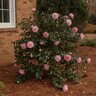 Camellia X Vernalis Egao Corkscrew Camellia