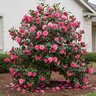 Camellia Japonica April Rose Camellia