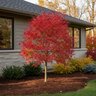 Acer Japonicum Otaki Full Moon Japanese Maple