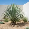 Yucca rostrata Sapphire Skies Beaked Blue Yucca