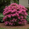 Rhododendron X Confederate Series Private LaFayette Acree Azalea