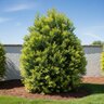 Podocarpus Macrophyllus Lemon Sparkler Yew Plum Pine