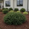 Taxus X Media Green Wave Yew