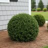 Buxus sinica var. insularis Justin Brouwers Korean Boxwood