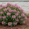Kalmia Latifolia Nipmuck Mountain Laurel