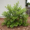 Rhamnus Californicus Mound San Bruno Coffeeberry