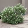 Chamaebatiaria Millefolium Fernbush