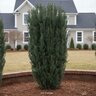 Taxus x media H.M. Eddie Yew