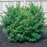 Ilex X Meserveae Blue Twins Blue Holly