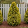 Thuja Occidentalis Highlights Arborvitae