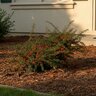 Cotoneaster Dammeri Coral Beauty Bearberry Cotoneaster