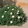 Cistus Salviifolius Prostratus Sageleaf Rockrose