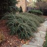 Cotoneaster Salicifolius Scarlet Leader Willowleaf Cotoneaster