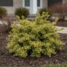 Euonymus Fortunei Emerald n Gold Wintercreeper