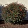 Nandina Domestica Heavenly Bamboo