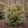 Pieris Japonica Little Heath Japanese Andromeda