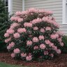 Rhododendron Yakushimanum Percy Wiseman Rhododendron