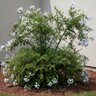 Plumbago Auriculata Alba Cape Leadwort