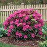 Rhododendron hybrid PJM Compact Rhododendron