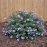 Plumbago auriculata Imperial Blue Cape Leadwort