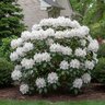 Rhododendron catawbiense Album Rhododendron 15 gal. Container