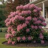 Rhododendron catawbiense Grandiflorum Rhododendron