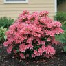 Rhododendron Indicum Coral Bells Azalea