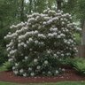 Rhododendron maximum Rosebay Rhododendron 1 gal. Container