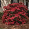 Rhododendron x Hinode Giri Azalea