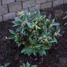 Sarcococca Hookeriana var. Humilis Sweet Box