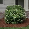 Viburnum Davidii Viburnum