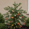 Arbutus unedo Compacta Dwarf Strawberry Tree