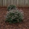 Nandina Domestica Jaytee Harbor Belle Heavenly Bamboo