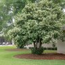 Viburnum odoratissimum Sweet Viburnum
