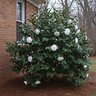 Camellia x Winter's Snowman Camellia