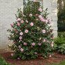 Camellia X Taylors Perfection Camellia