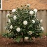 Camellia Japonica Nuccios Gem Camellia