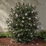 Camellia Japonica Pink Perfection Camellia