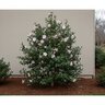 Camellia sasanqua Apple Blossom Camellia 15 gal. Container