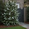 Camellia Japonica White By The Gate Camellia