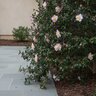 Camellia Sasanqua Hana Jiman Camellia