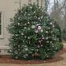 Camellia Sasanqua Cotton Candy Camellia