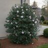 Camellia Sasanqua Leslie Ann Camellia