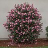 Camellia Sasanqua Pink Snow Camellia