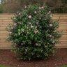 Camellia Sasanqua Rosea Camellia