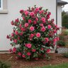 Camellia Sasanqua Chansonette Camellia